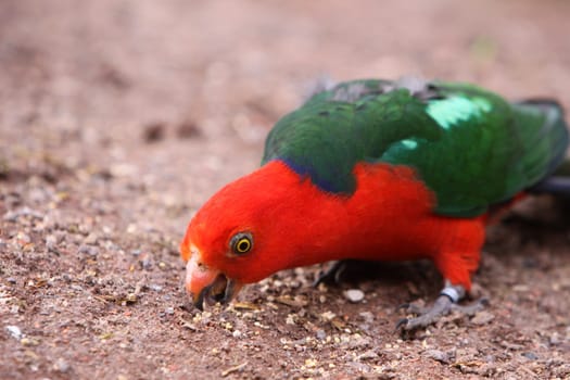 King parakeet