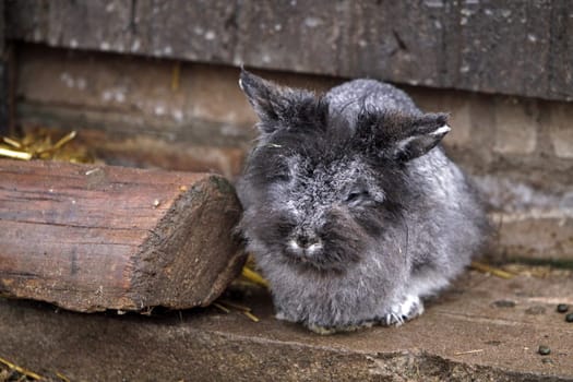 Gray Rabbit