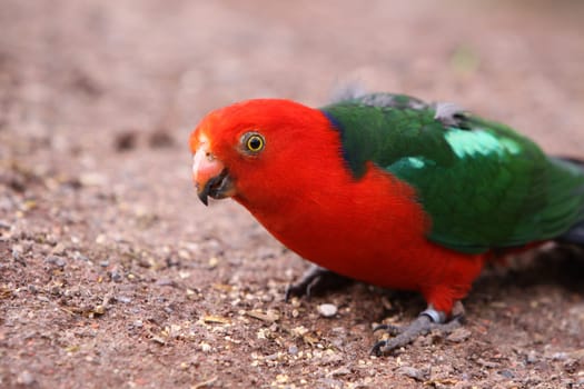 King parakeet