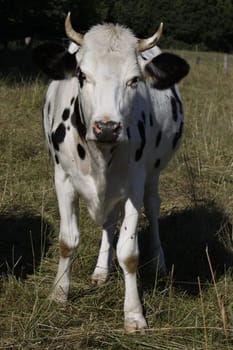 Black & White Cow