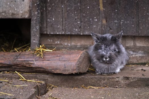 Gray Rabbit