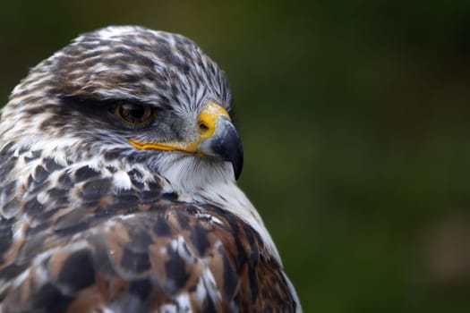 King's rough-legged buzzard