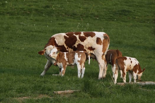 Happy cows