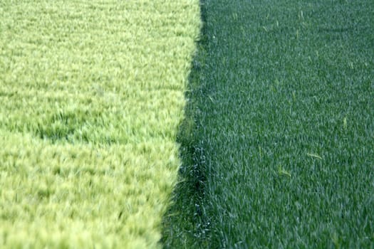 Border between two grain fields