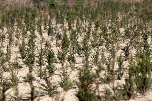 Conifer planting in a nursery