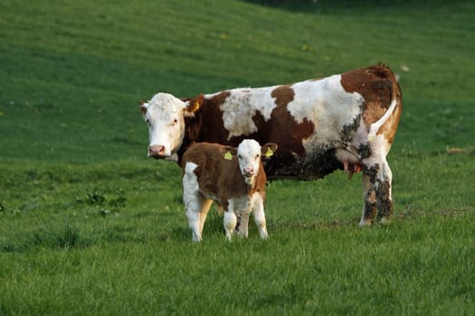 Happy cows