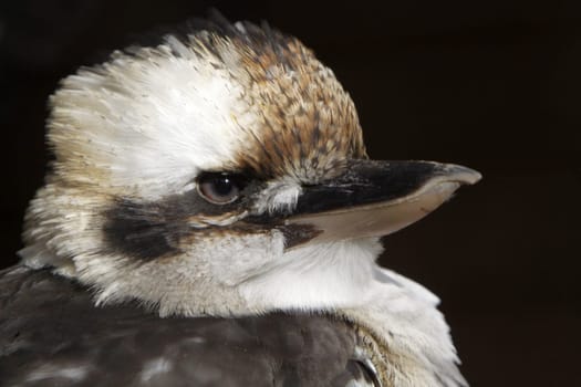 Laughing Hans (Kookaburra)