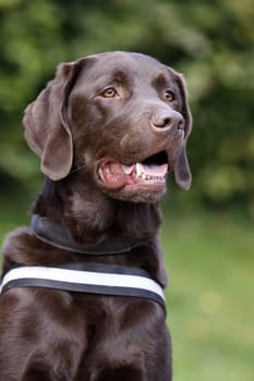 Brown Labrador