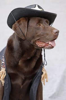 Labrador dressed as a sheriff