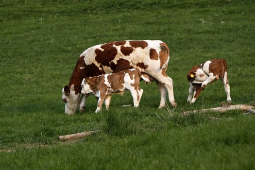 Happy cows