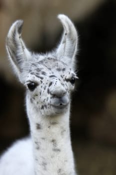 Young llama