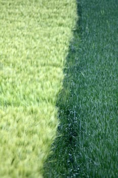Border between two grain fields