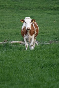 Brown Pied on a Pasture