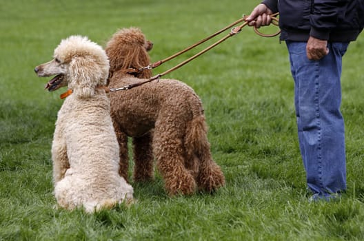 Two King Poodles