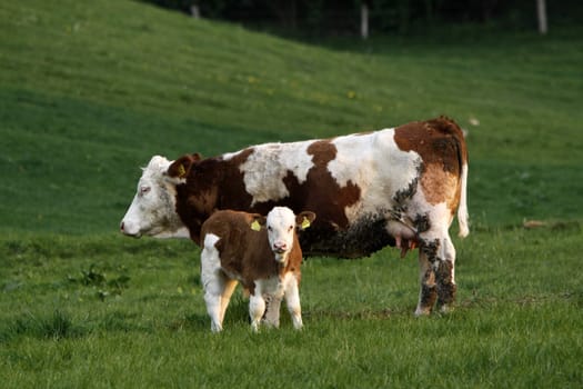 Happy cows