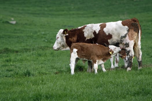 Happy cows
