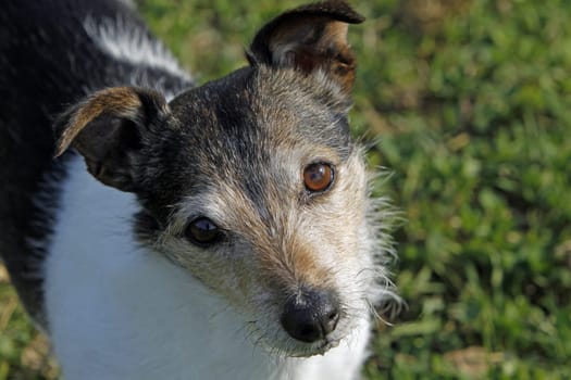 Jack Russell Terrier