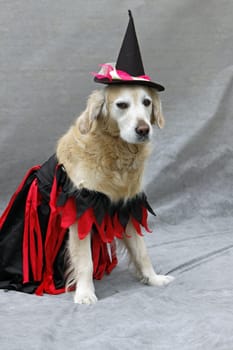 Labrador disguised as a witch