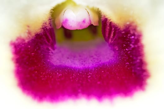 Dendrobium Orchid Flowering