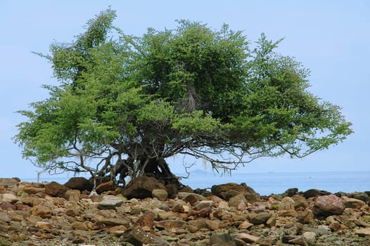 Giant tree on the ocean shore. Powerful, single, amazing.