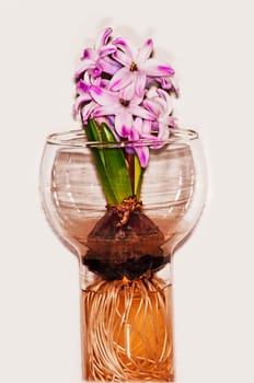 Hyacinth
