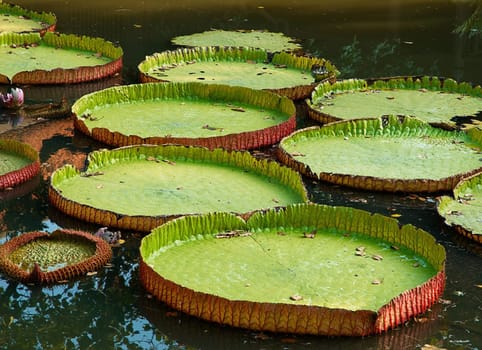Giant stingy lilies leafs in the pond.