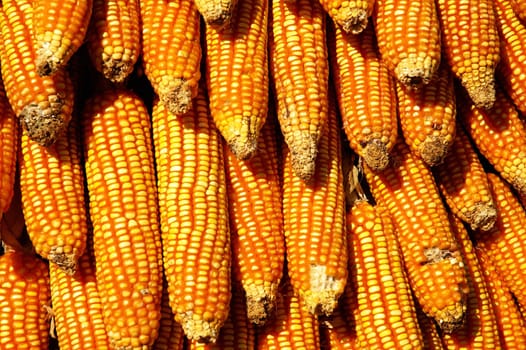 Dry yellow corn. Bright colorful natural texture.