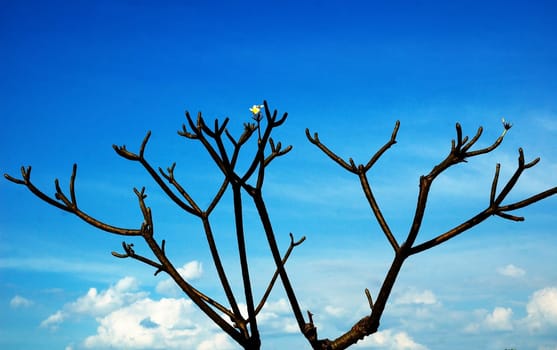 Amazing single flower on the dead black tree. Or may be its spring and this flower is the first sing of new life.