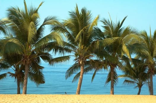 Paradise symbol  Palmas sun sea. Best place for tourism and relaxation.