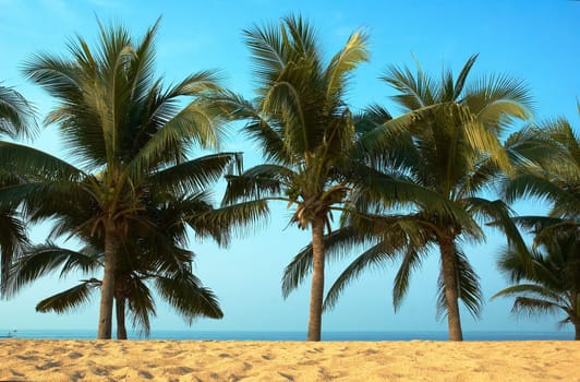 Paradise symbol  Palmas sun sea. Best place for tourism and relaxation.