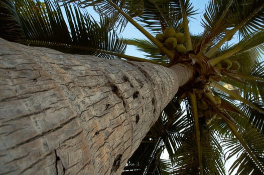 Paradise symbol  Palmas sun sea. Best place for tourism and relaxation.