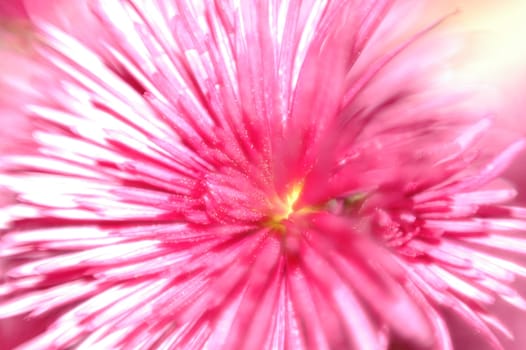 beautiful chrysanthemum flower whith soft focus. as close as possible