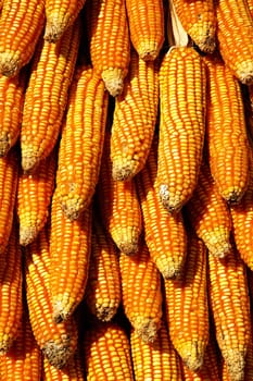 Dry yellow corn. Bright colorful natural texture.