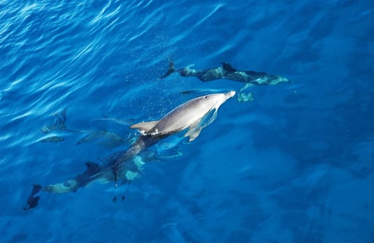 Group of playful dolphins in the bright blue sea