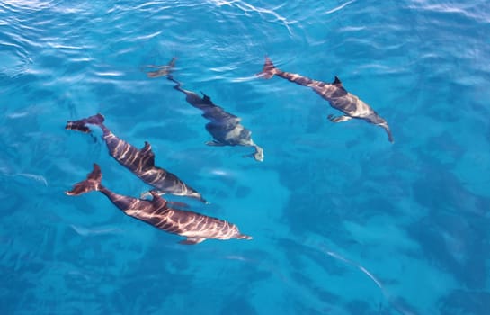 Group of playful dolphins in the bright blue sea