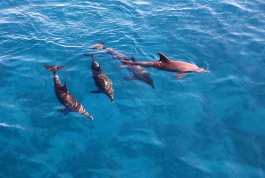 Group of playful dolphins in the bright blue sea