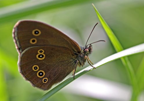 Ringlet