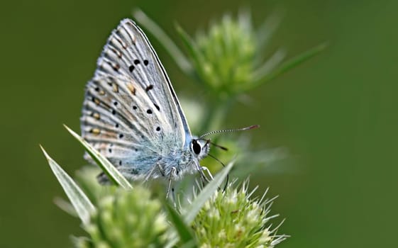 Blue on Feldmannstreu