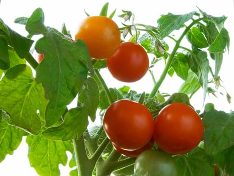 Red and yellow cherry tomatoes