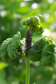 Louse on the plant