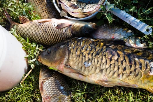 Fish. After fishing. Near Chany lake, Novosibirsk area, June2007