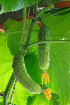 Natural fresh cucumbers