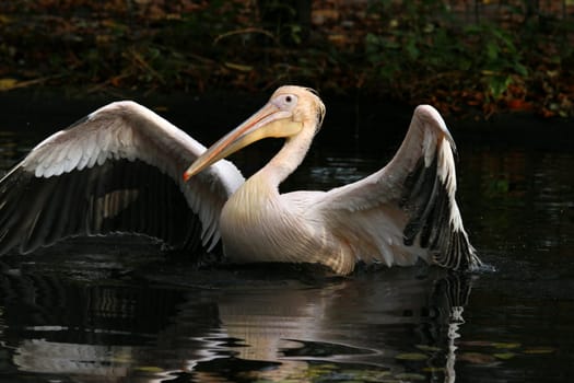 Pelican