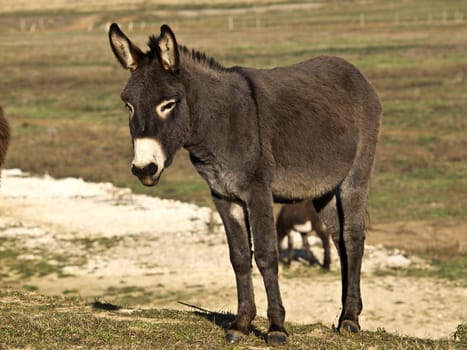 donkey on the green field
