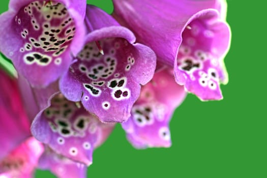 Foxglove Digitalis purpurea