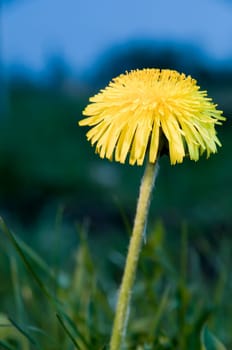 Close-up of a single buttercup (dandelion) with stem on green meadow in side and deep view