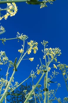 Bottom view of rapeseed plants against blue sky