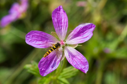 Single wasp on a five-petaled purple flower