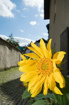single yellow gerbera blossom on a house wall in a narrow alley in Füssen in sunny summer weather in wide-angle perspective