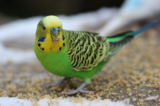 Green budgie in the snow